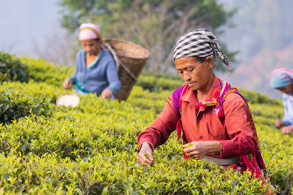 Ausgebeutete Teepflückerinnen in Westbengalen, Indien
