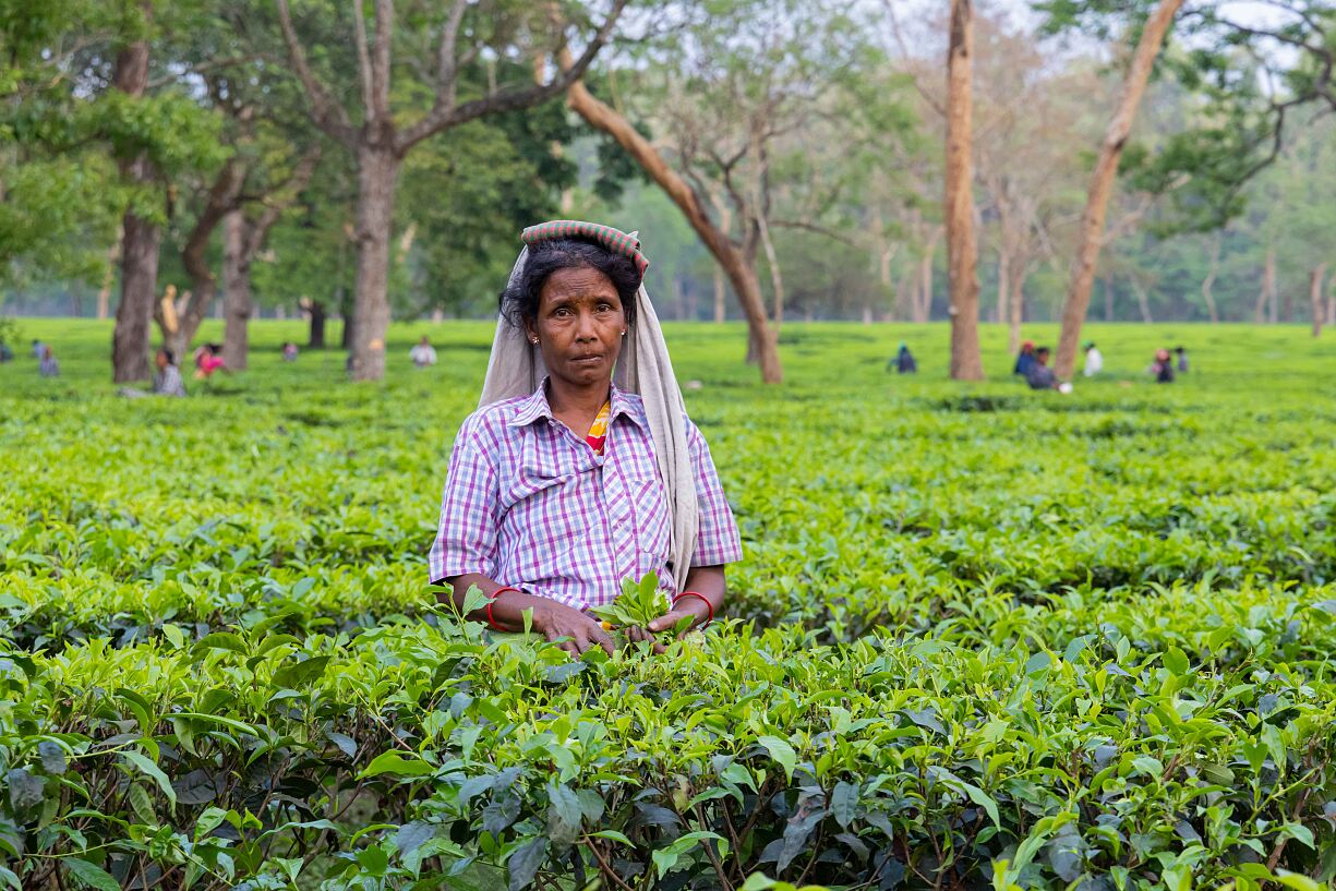 Teepflückerin in Darjeeling, Westbengalen